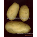 Sell 2012 new crop potato